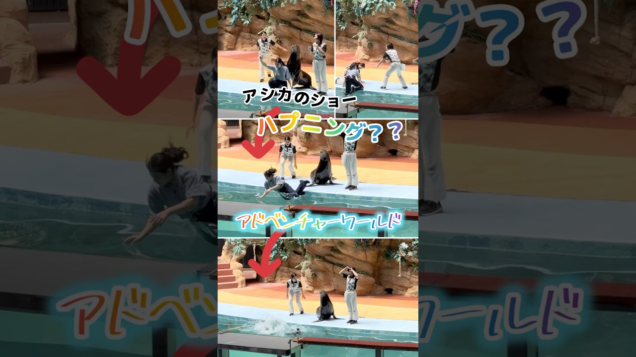 「アシカのショーでハプニング⁉︎」南紀白浜アドベンチャーワールドのお決まり　adventureWord