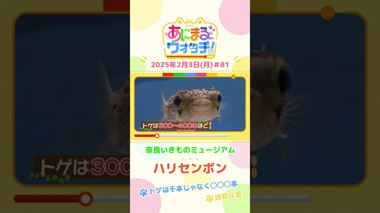 トゲは千本じゃなく〇〇〇本！「ハリセンボン」　奈良「奈良いきものミュージアム」　#shorts #読売テレビニュース #すまたん #あにまるウォッチ #動物