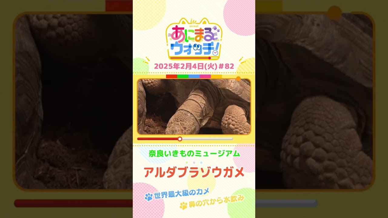 世界最大級のカメ！「アルダブラゾウガメ」　奈良「奈良いきものミュージアム」　#shorts #読売テレビニュース #すまたん #あにまるウォッチ #動物