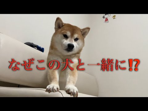 【柴犬飼い主55歳】 【メールきた！】くまころーと飼い主の関係性にツッコミ止まらん件