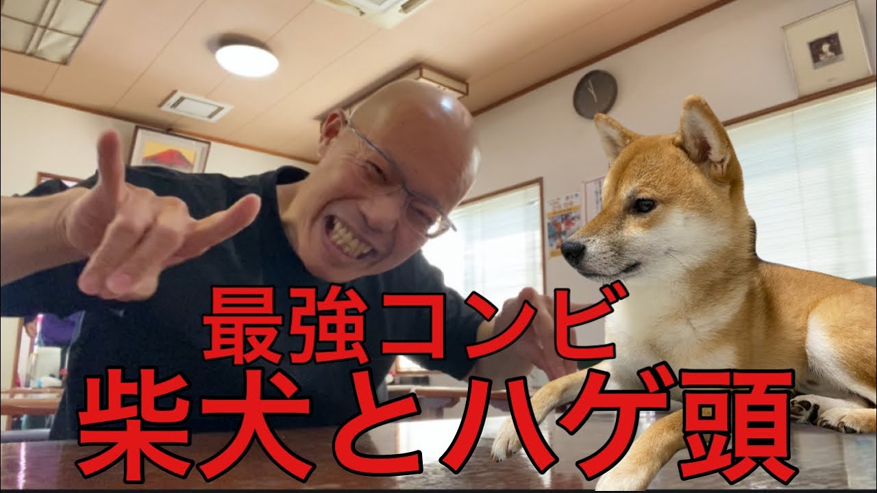 【柴犬飼い主55歳】柴犬くまころーの日常配信