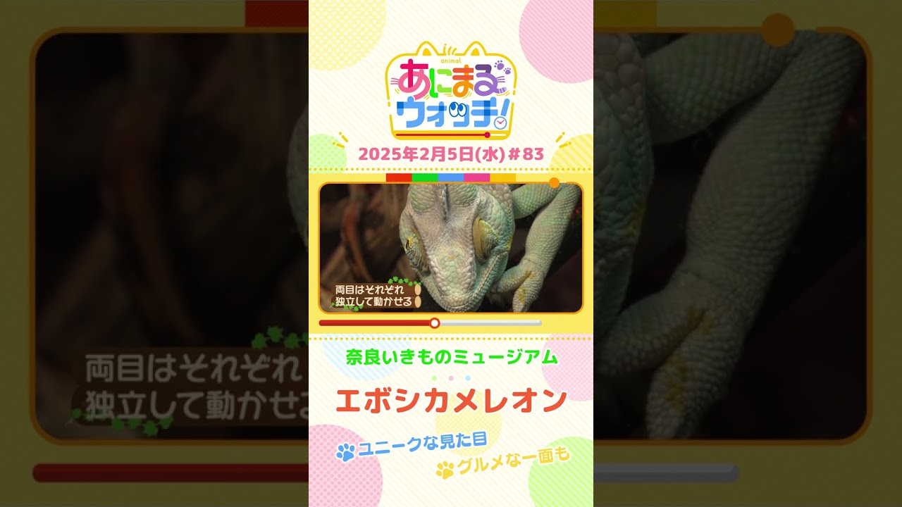 ユニークな見た目！「エボシカメレオン」　奈良「奈良いきものミュージアム」　#shorts #読売テレビニュース #すまたん #あにまるウォッチ #動物