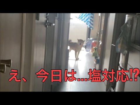 【柴犬飼い主55歳】毎日変わるテンション…くまころーのお出迎え5連発