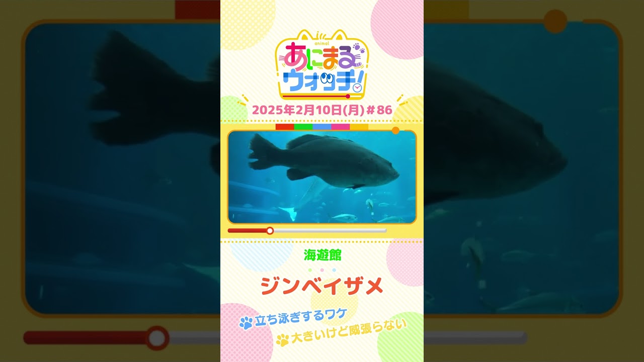 大きいけど威張らない！「ジンベエザメ」　大阪「海遊館」　#shorts #読売テレビニュース #すまたん #あにまるウォッチ #動物