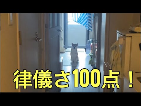 【柴犬飼い主55歳】数分の外出でも全力対応！柴犬くまころーの律儀すぎる見送り