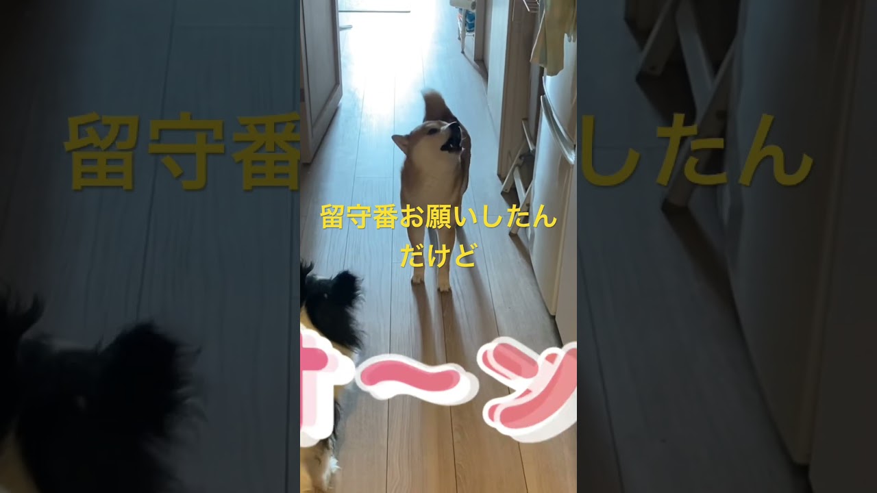 ちょっとだけ留守番お願いしたら！