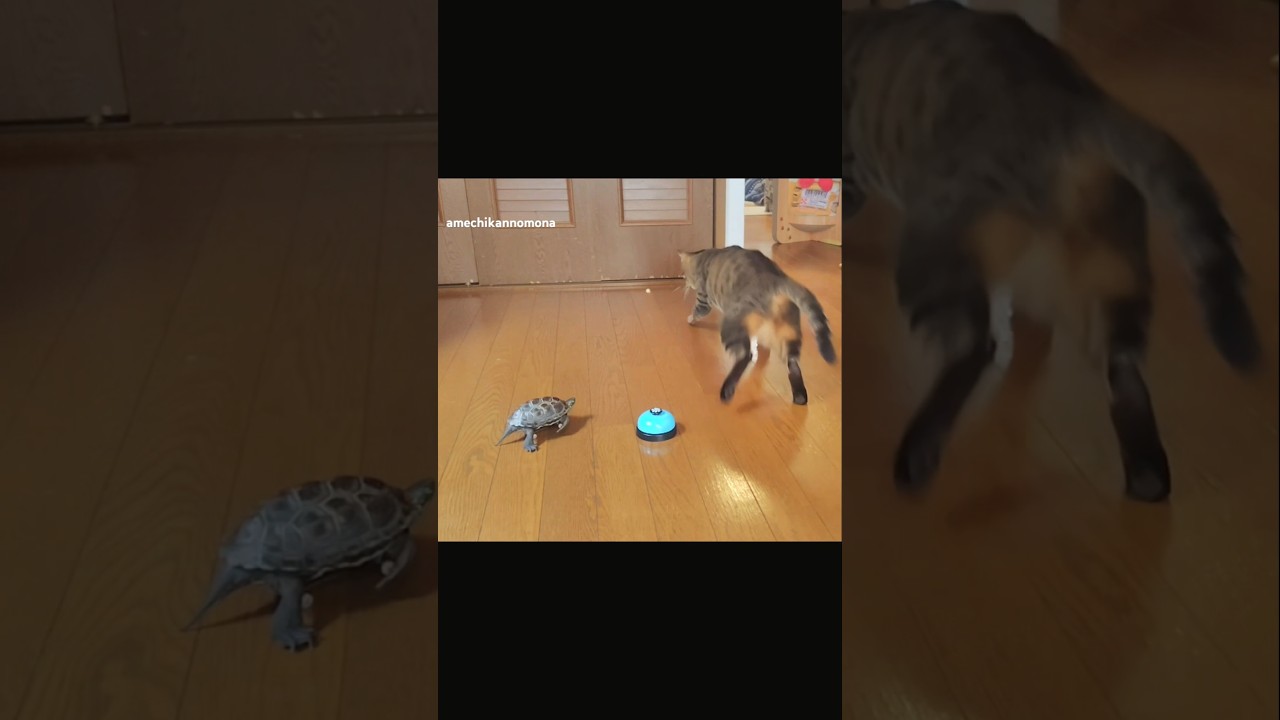 猫と亀、仲良く遊ぶだけで世界が平和になる【Cat + Turtle = Peace】