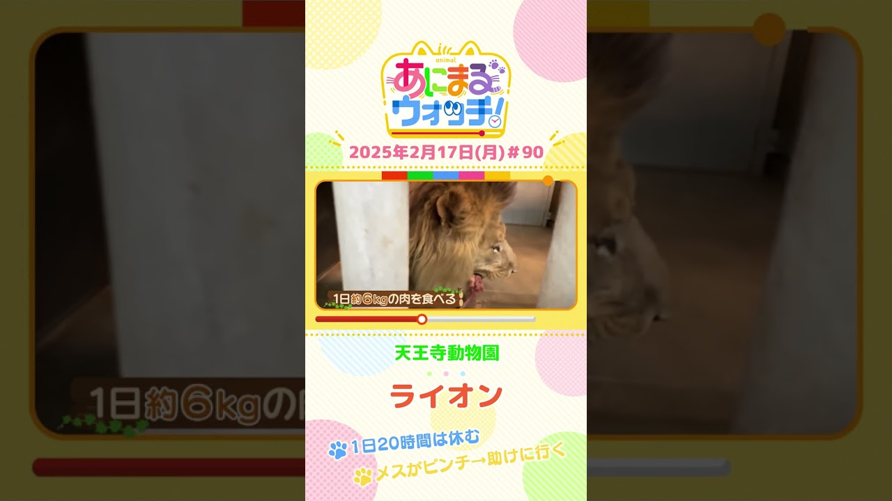 1日20時間は休む！？「ライオン」　大阪「天王寺動物園」　#shorts #読売テレビニュース #すまたん #あにまるウォッチ #動物