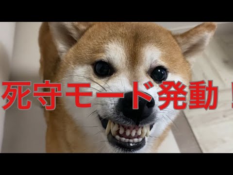 【柴犬飼い主55歳】 「それ取ったら噛むぞ…！柴犬の本気が出た