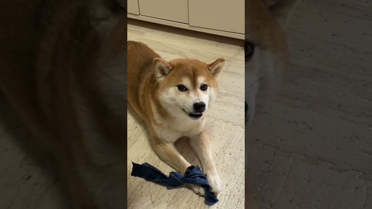 それでもとりあげてみる！