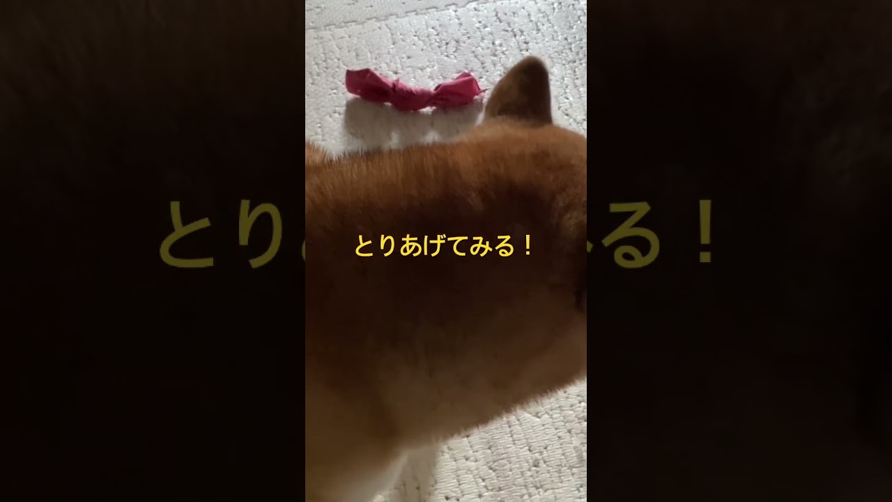 今日もとりあげてみる！