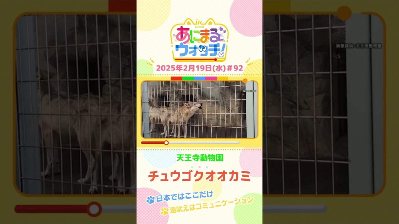 遠吠えはコミュニケーション！「チュウゴクオオカミ」　大阪「天王寺動物園」　#shorts #読売テレビニュース #すまたん #あにまるウォッチ #動物