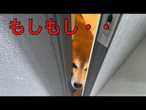 【柴犬飼い主55歳】「え、もしもし？入ってきてください」柴犬、玄関で業務連絡。