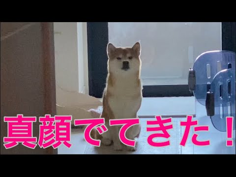 【柴犬飼い主55歳】柴犬の名前をわざと間違え続けてみた！