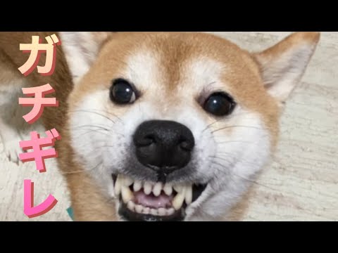 【柴犬飼い主55歳】　【激ムキ】お気に入り取ろうとしたら柴犬が「ウ〜ッ！」からの突撃！