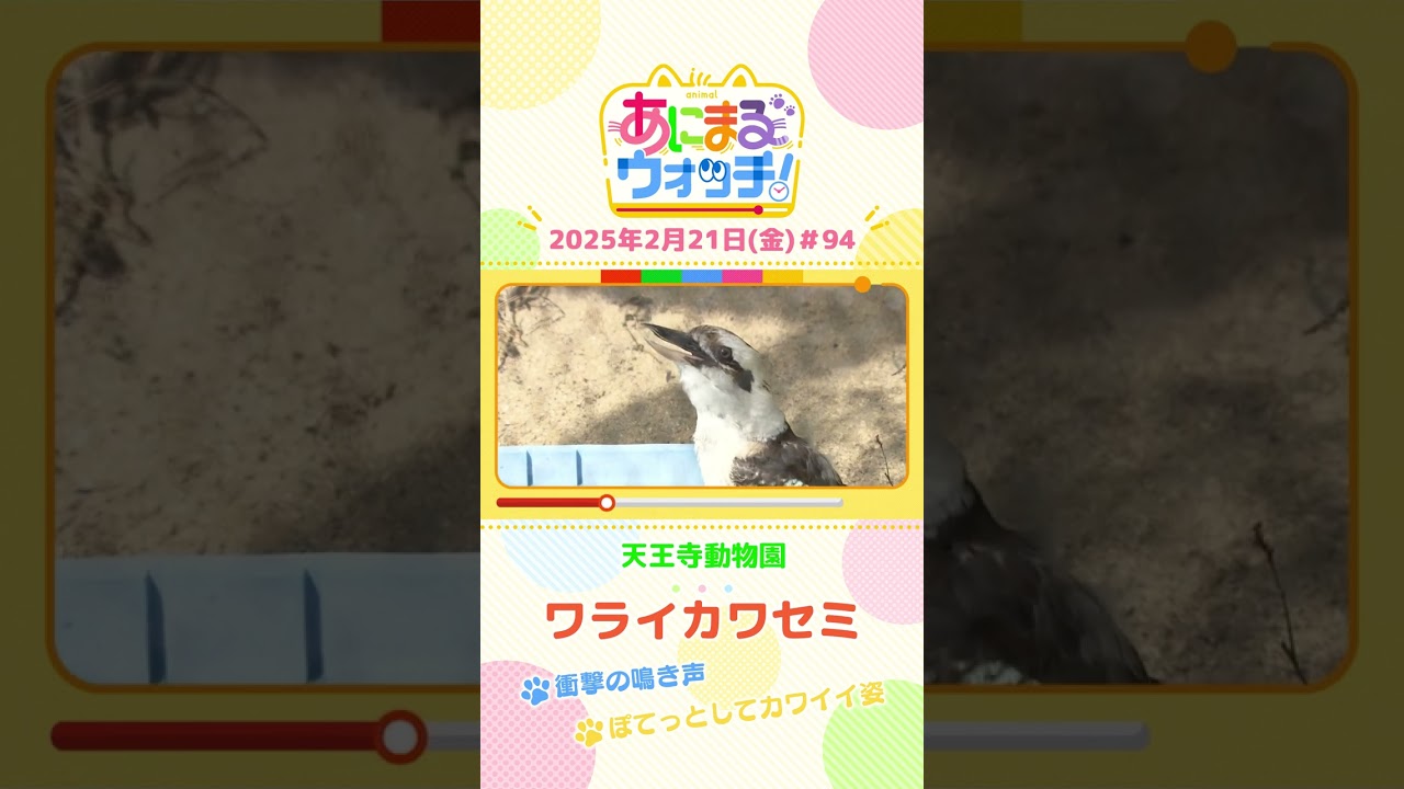 衝撃の鳴き声！「ワライカワセミ」　大阪「天王寺動物園」　#shorts #読売テレビニュース #すまたん #あにまるウォッチ #動物