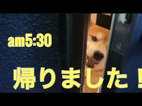 【柴犬飼い主55歳】夜勤ドカタと柴犬の深夜の別れと朝の再会ルーティン