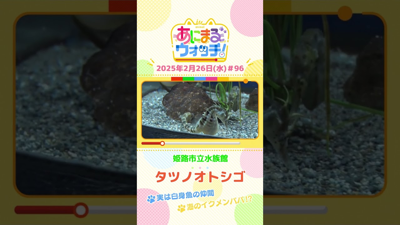 実は白身魚の仲間！「タツノオトシゴ」　兵庫「姫路市立水族館」　#shorts #読売テレビニュース #すまたん #あにまるウォッチ #動物