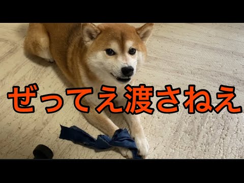 【柴犬飼い主55歳】「ハゲの手が忍び寄る…！くまころー、断固拒否！」