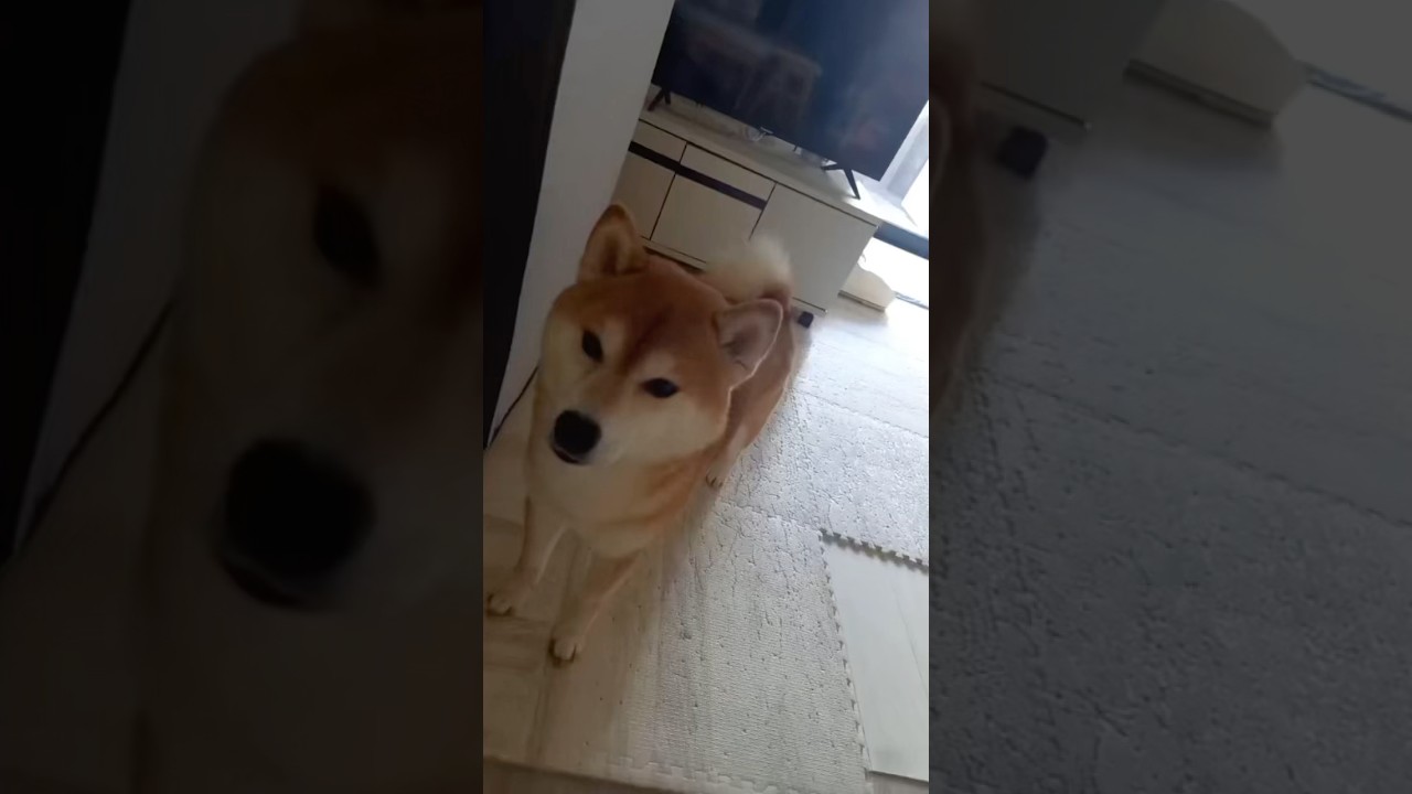 なに開けるんだ！ #柴犬