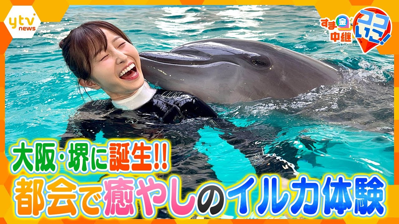 都心でイルカと泳げる！大阪・堺市に誕生した都市型ふれあい施設「ノア ドルフィンドーム」【す・またん！】