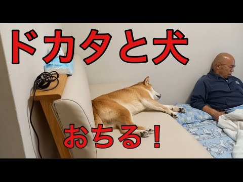 【柴犬飼い主55歳】「結局ふたりで寝ちゃった…Zzz」