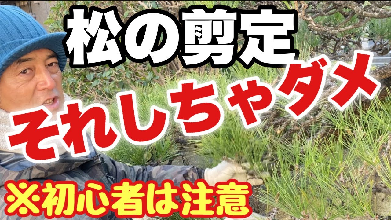 （絶対NG）松の剪定で初心者が知らない重要な事