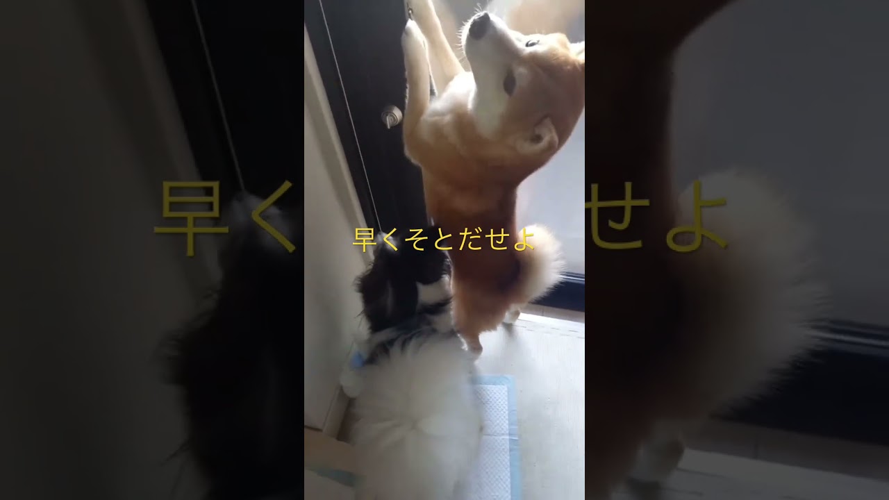 開けろよ！ #柴犬　#くまころー