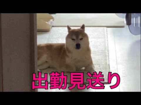 【柴犬飼い主55歳】出勤ドカタ vs お見送り柴犬〜柴の執念、見送り無双