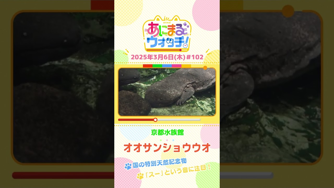 「スー」という音に注目！「オオサンショウウオ」　京都市「京都水族館」　#shorts #読売テレビニュース #すまたん #あにまるウォッチ #動物