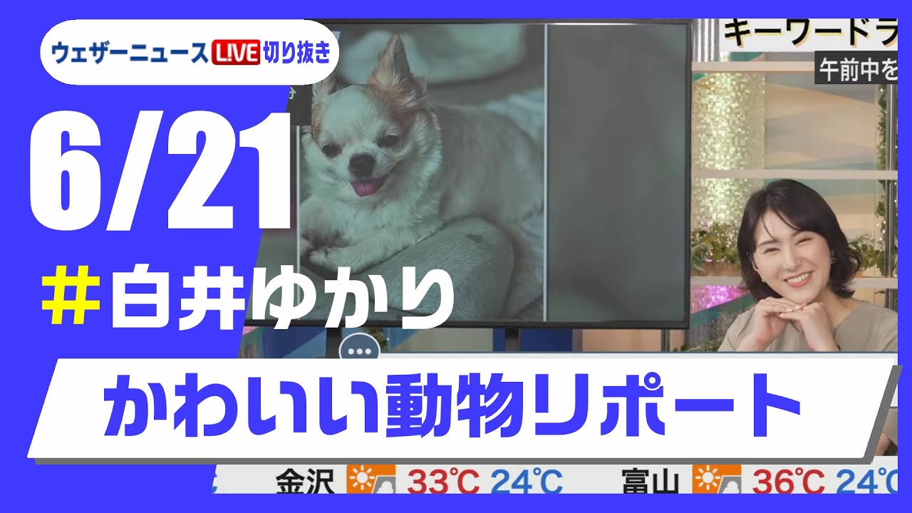 【20250621 ウェザーニュースライブ切り抜き】かわいい動物リポート #白井ゆかり  #ウェザーニュース切り抜き
