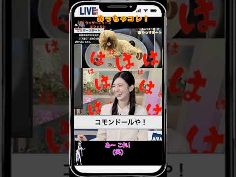 【大島璃音】「コモンドール」【ウェザーニュース】#shorts