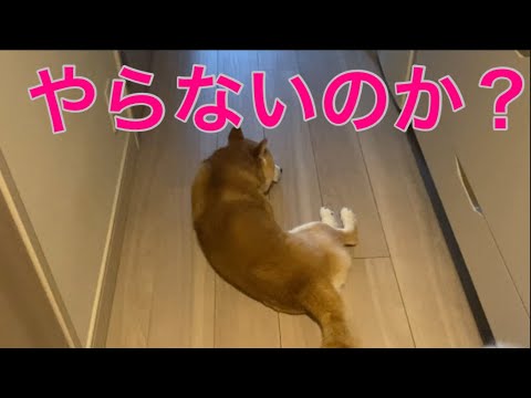 【柴犬飼い主55歳】【まさかの塩対応】いつもは遠吠え仲間の柴犬が…今日は無言でソッポ！？飼い主、切ない。」