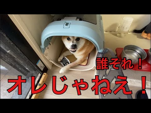 【柴犬飼い主55歳】「名前まちがえたら…柴犬くまころー、すねて見送り拒否!?」