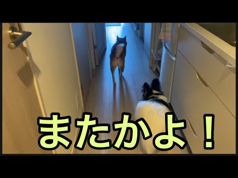 【柴犬飼い主55歳】見送りの度に遠吠えせがんでいたらいい加減拒否られた！