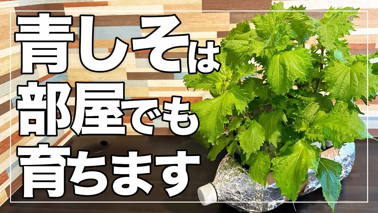 【もうしそは買わない】ペットボトルで１年中シソを大量に収穫する！室内栽培で冬でも収穫可能な水耕栽培！