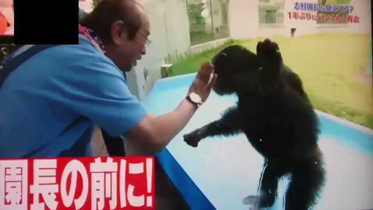 志村けんチンパンジーのパンくんと最後の再会