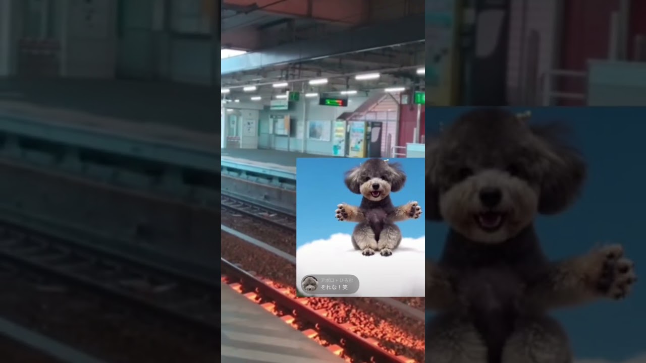 電車事故#トイプードル #元気 #元気になる動画 #散歩 #犬のいる生活 #元気お届け #平和 #お散歩 #海を散歩