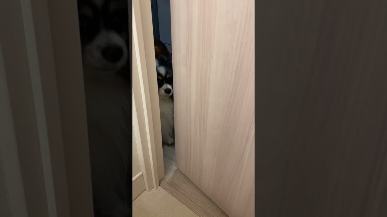 どちら様ですか？ #柴犬　#くまころー