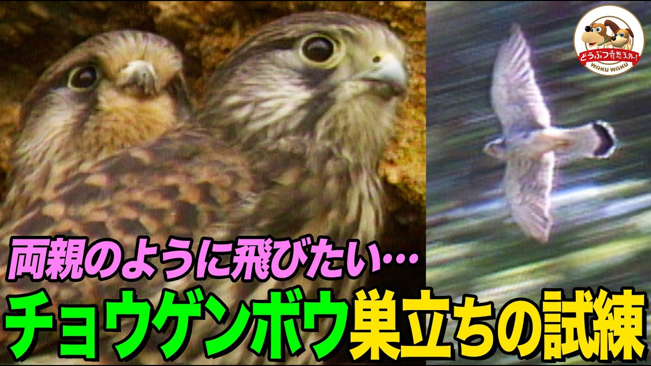 ハヤブサの仲間チョウゲンボウの狩りと子育て！幼いヒナたちは初飛行のために断崖絶壁をよじのぼれるのか!?【どうぶつ奇想天外／WAKUWAKU】