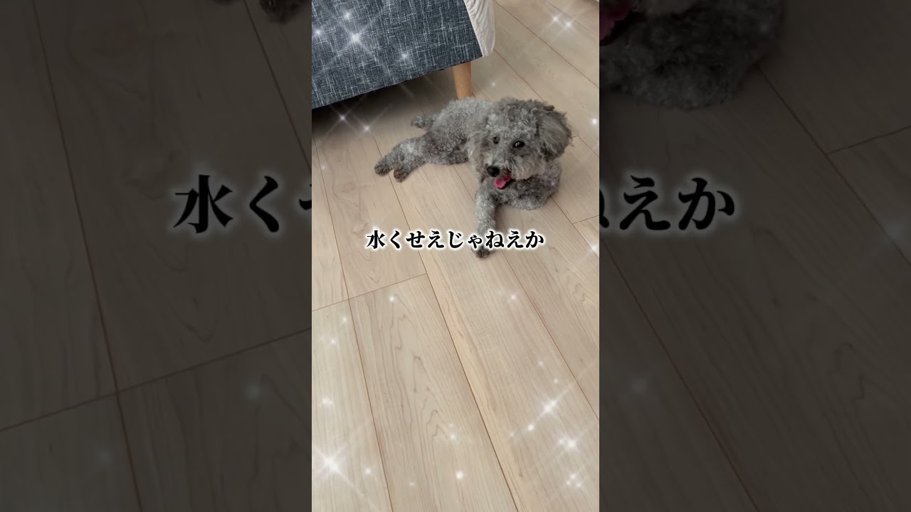人生一度きり #トイプードル #元気 #元気になる動画 #散歩 #funny #元気お届け #puppy #平和 #duet #海を散歩