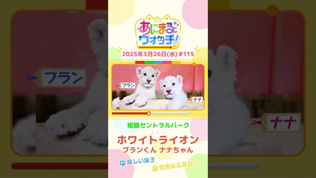 珍しい双子！「ホワイトライオン」 兵庫「姫路セントラルパーク」　#shorts #読売テレビニュース #すまたん #あにまるウォッチ #動物