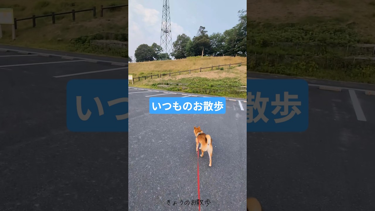 平和な日常 #shorts #来海庵 #柴犬のいる暮らし