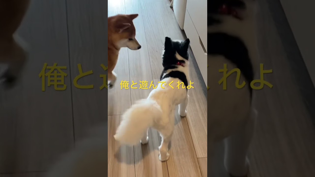 たのむから！