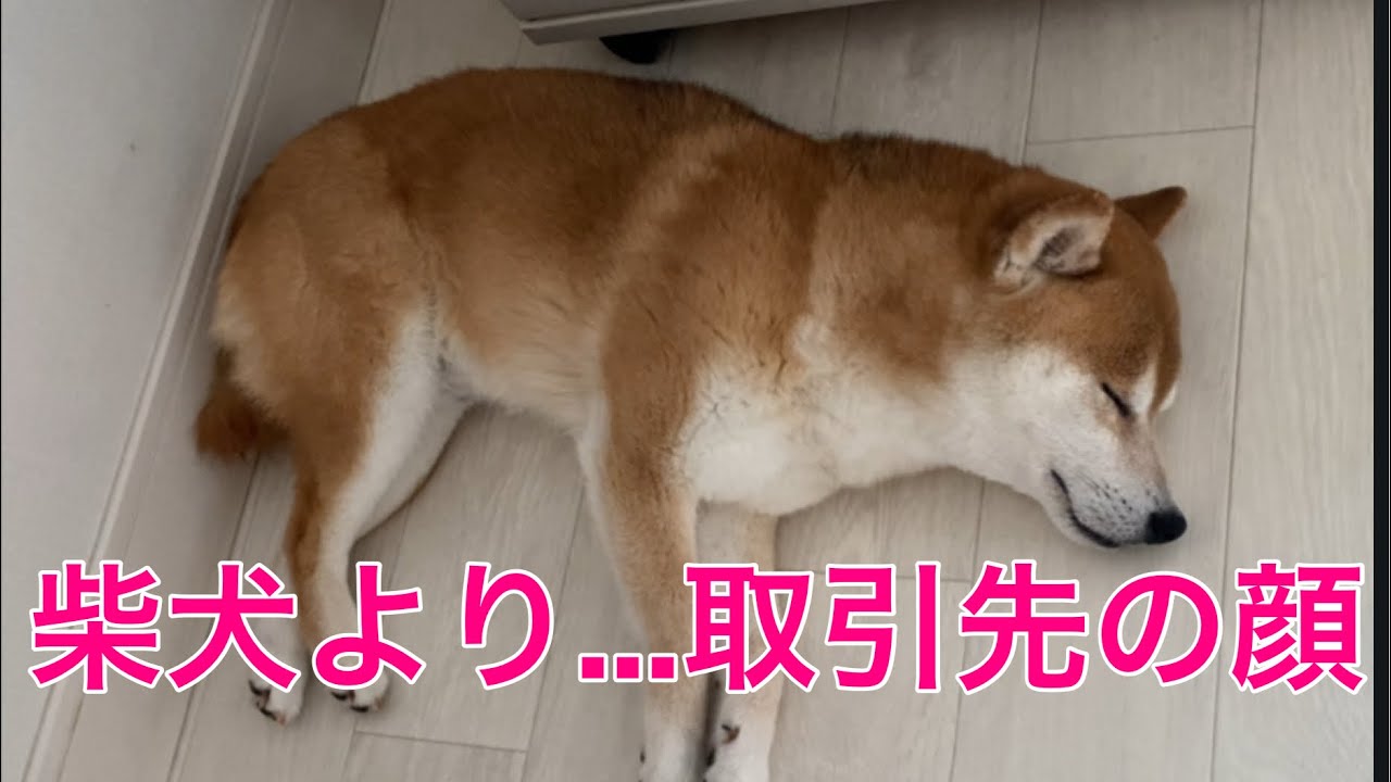 【柴犬飼い主55歳】柴犬の見送りにほっこり…のはずが、ラスト1分取引先の店長が絶叫!?」