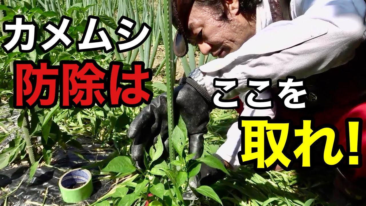 【繁殖警報】カメムシを発見したら今すぐに対処してください　　　　　　　　　　【カーメン君】【園芸】【ガーデニング】【初心者】