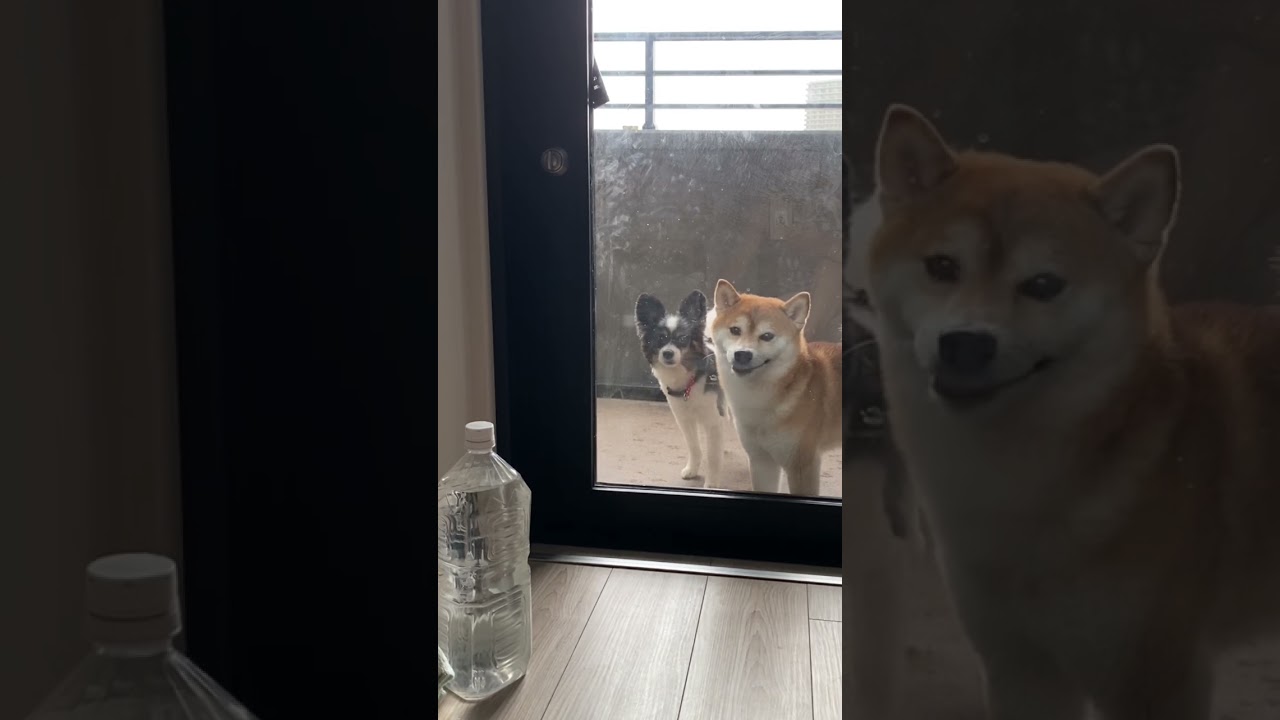 イタズラしないからあけろ！