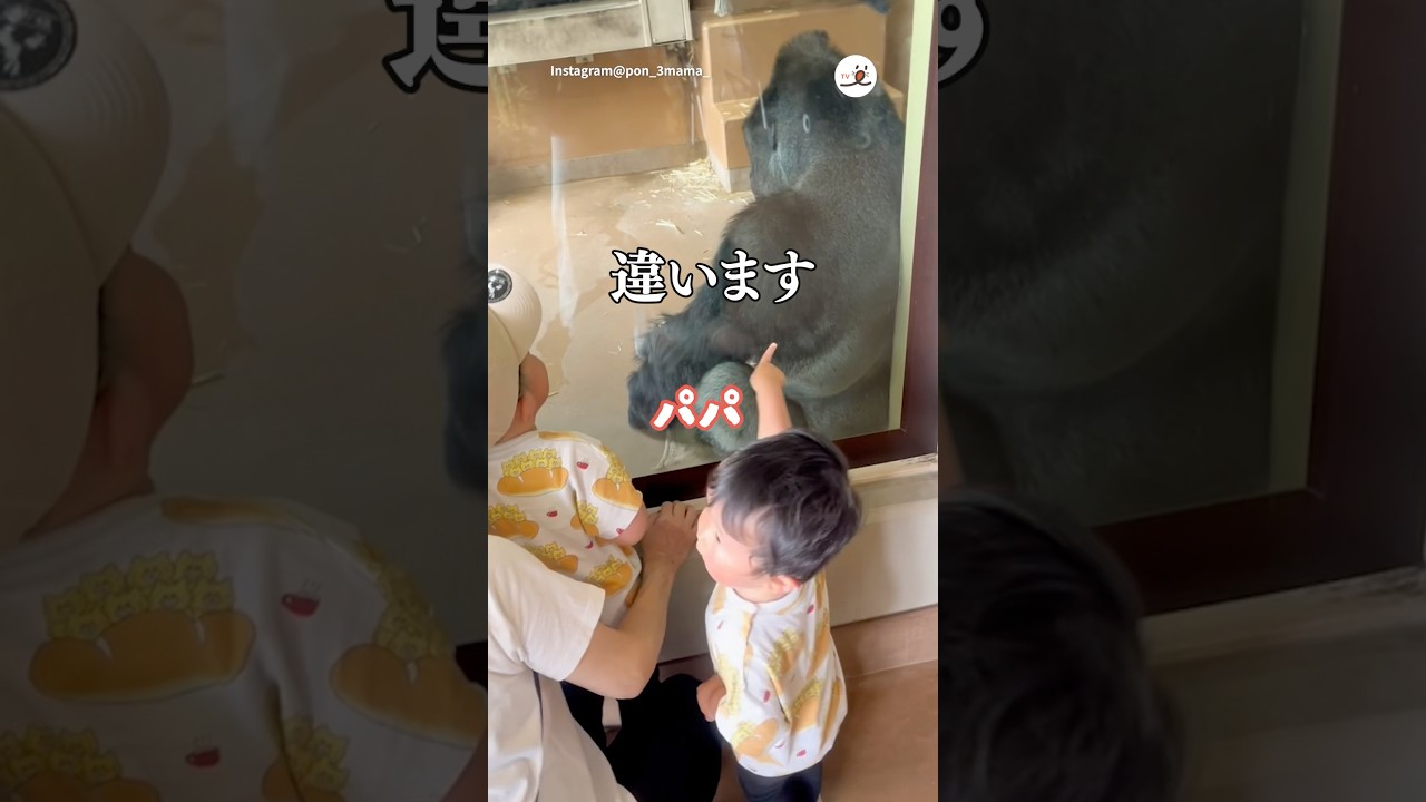 ゴリラをパパと呼ぶ子供たち｜PECO