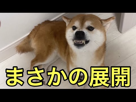 【柴犬飼い主55歳】癒し80%、怒り20%。柴犬くまころーの二面性。