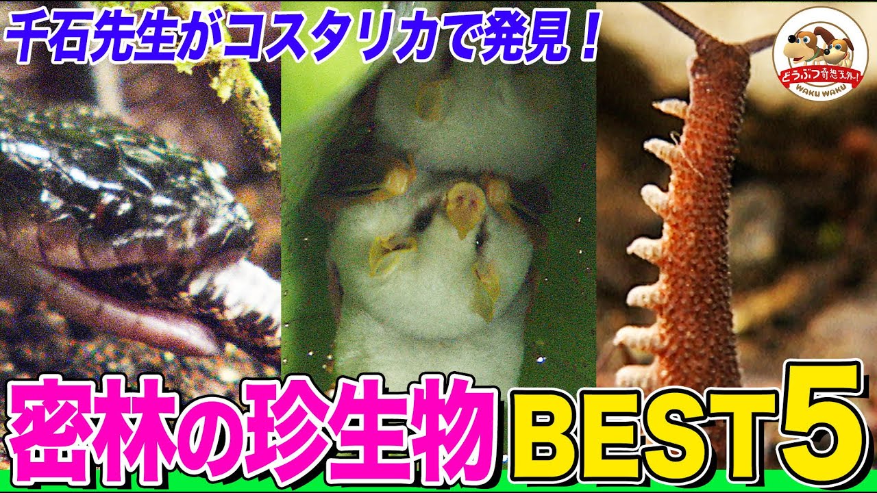 【千石先生が行きたい国No.1】コスタリカの密林に棲む珍生物ランキング！○○を食べるヘビ、世にも珍しい白い〇〇、ミミズと昆虫の中間生物など【どうぶつ奇想天外／WAKUWAKU】